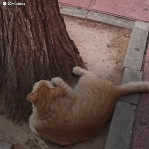 23K views · 437 reactions | Diese Katze wurde dabei gesichtet, wie sie sich ihr eigenes "Vermisst-Plakat" ansah. Nelson war dem Ruf der Welt gefolgt und von zu Hause angehauen. Seine Familie hängte überall Plakate mit seinem Bild auf, doch die Ergebnisse blieben aus. Doch sie wussten noch nicht, wie wichtig das "Vermisst-Plakat" noch werden würde. Früher wurden Tiere von Menschen gefunden, aber Nelson würde sich selbst darum kümmern, wieder gefunden zu werden. | Der Kiwi | Facebook