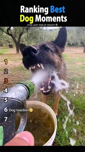 Ranking Best Dog Moments