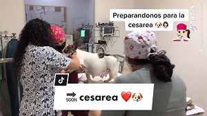 Veterinaria La Zona Animal on TikTok