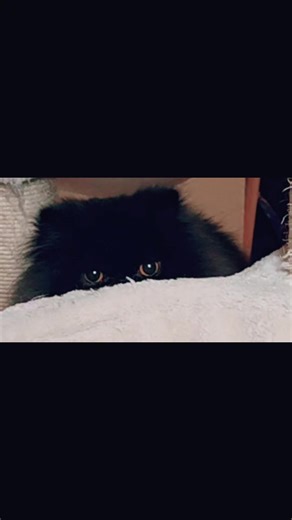 Amber's sneaky attack😸😸 #persian #cattok #funnycat #cutecat #fyp