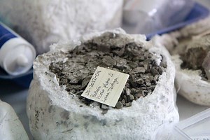 Paleontología: la ciencia detrás de los grandes descubrimientos de dinosaurios en Chile - Universidad de Chile