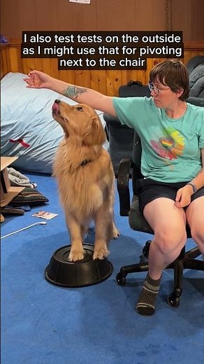 Service Dog in Training: Teaching a Pivot by a Chair