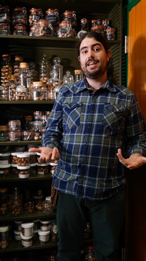 12K views · 167 reactions | November to March is a great time to plant pecans. LSU AgCenter extension fruit and nut specialist Michael Polozola discusses varieties to plant in your home landscape. #Pecan #Louisiana #Horticulture #LSUAgCenter #Plants #Gardening | LSU AgCenter | Facebook