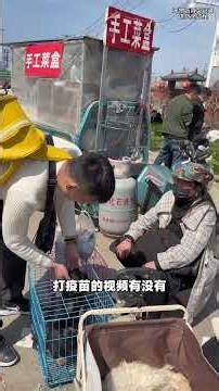 Long-haired Dachshund in Hangzhou: Discover Your Perfect Pet