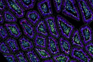 Scientists aim to build world's first AI-powered virtual cell: 1000x more complex than ChatGPT