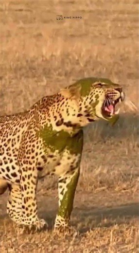 The lesson for Cheetah 😂 #funnyvideos #animals #dontlaught #comedy #wildlife #shorts