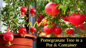 Container pomegranate tree care for beginners and experts