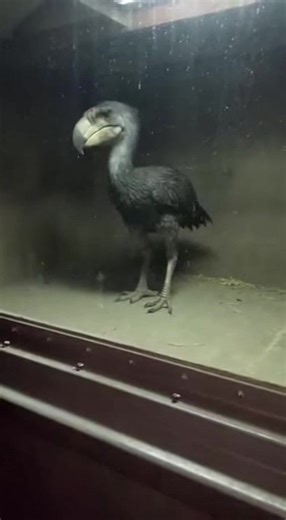 They are slowly bringing them back 😳👇 They didn't find this thing in a cave. They made it in a lab using old bones and Emu blood. It grew way too fast and now it’s stronger than a sledgehammer. It’s been locked in this concrete box for three years and it hasn't seen the sun once. It doesn't act like a bird—it acts like a monster. The glass is already starting to crack from its beak hitting it. If it gets out, nobody is fast enough to run. #aitrend #unexplained #scarytiktok #fyp #viral