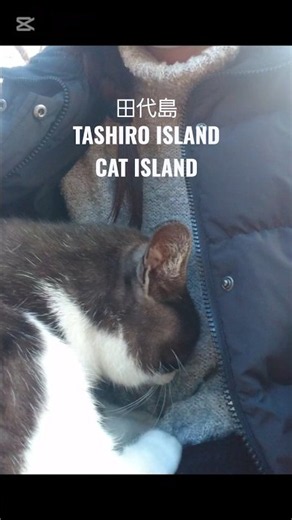 【田代島】猫神社で控えめに甘えてきた島猫さん
