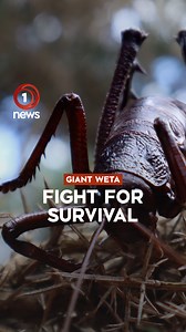 4.4K views · 79 reactions | They’re big, alien-like and under threat of extinction. We went to see a purpose-built breeding facility to stop the giant wētā from disappearing for good.  For stories that matter to you and the very latest from Aotearoa and around the world: https://www.1news.co.nz/ | 1News | Facebook