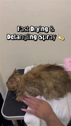 Pekoe’s Groom 🐱🐾✨ LA Local Cat Groomer!🐱✨🫧 Baldwin Hills LA 📍 House Calls Available! (Location fees may vary)🫧🐾 310-351-2756 📲 Call or text our phone number to book today!🐾🐱 #catgrooming #catspecialist #cats #catgrooming #catreels