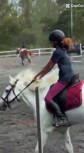 saut avec bingo 🐴