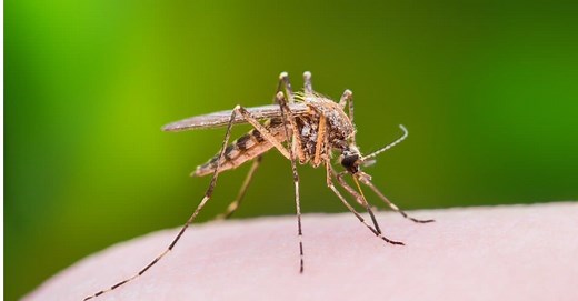 Why Do Mosquitoes Exist? Discover Their Purpose and What They're Good For