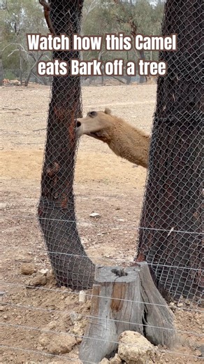 Camel eats Bark off a tree! #shorts #camel #eating #zoo #facts #ytshorts