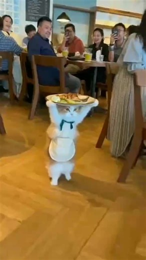 Explore the World of Cats: Videos for Cat Lovers