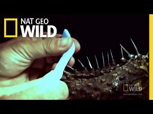 Stone Fish Blues | Nat Geo Wild