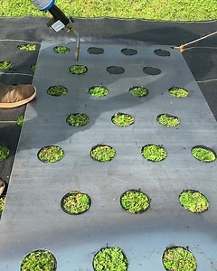 1.5M views · 478 reactions | Moving to a 6 inch spaced planting for...