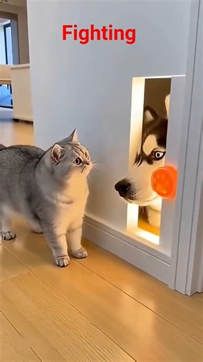 cat & dog fighting #viral #cat #experimnent #trending #experiements #dogs