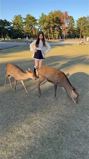こんなの初めて！奈良公園の鹿が見せた驚きの行動！| Nara Deer Japan