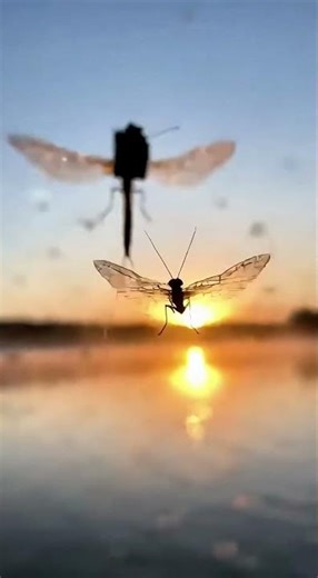 MayflyCam Vlog Camera on Ephemeral Mayfly – One Day Adult Swarm Dance Over River