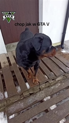 GTA V Chop Mission: A Complete Guide