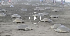 Turtle Maternity Ward