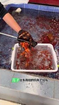 Follow the惊人的成长速度！大水体的Arapaima全过程