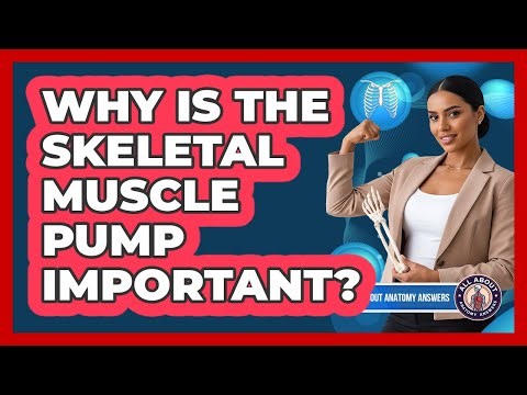 Why Is The Skeletal Muscle Pump Important?