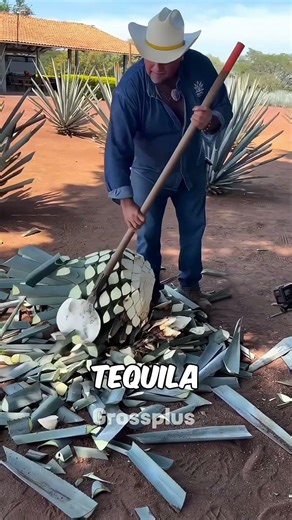 Tequila #shorts #science