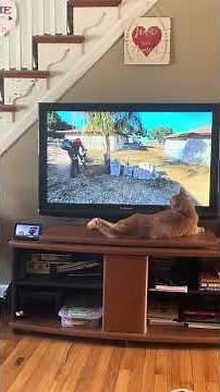 Kitty attacks Midlife Stockman! ‪@MidlifeStockman‬ #cat #shorts