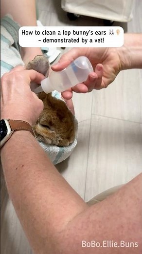 How to clean lop bunny's ears 🐰👂
