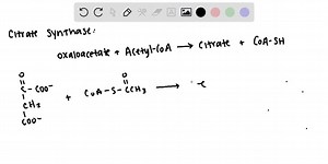 SOLVED:Why is the reaction catalyzed by citrate synthase considered a condensation reaction?