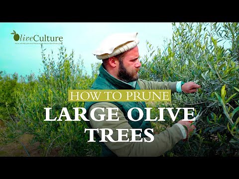 How to Prune Large Olive Trees | OliveCulture