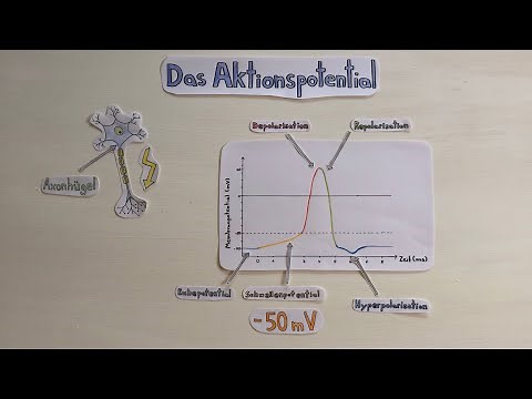 The action potential
