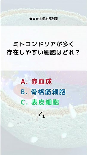 What is the main function of mitochondria?