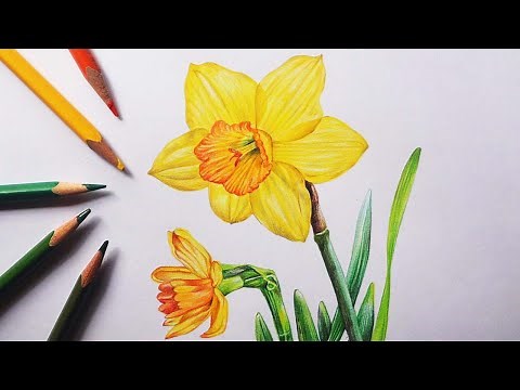 Daffodil flowers drawing with colour pencils | How to draw flower | Narcissus flower drawing