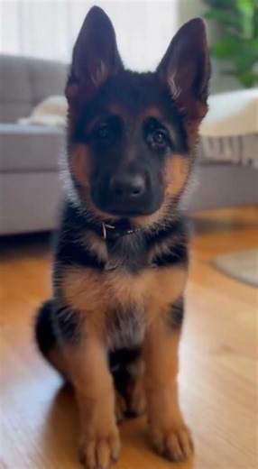 Puppies tilting their heads is illegal 💕 #germanshepherd #adorable #trending