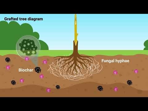 BIOSHIELD MODULE 4 - VIDEO 2