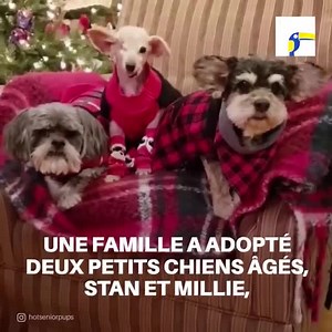 Cette famille a accueilli deux petits chiens âgés qui étaient abandonnés dans un refuge d’animaux. Maintenant, tous les deux vivent leurs meilleures aventures ensemble. Ils sont très mignons et sympas ! | Social