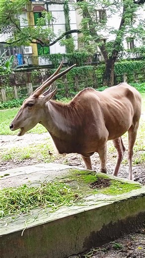 Eland Looking Very cute! #viral #animals