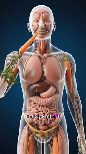 What Happens Inside Your Body When You Eat Carrots