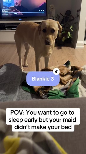 After a big play at the park, Oreo decided to put herself to bed early today but someone hadn’t made her bed 🙈 Since our first video, I’ve learned she doesn’t have dog ocd, she just has high standards 😅 #labrador #dogsoftiktok #dogocd #highstandards