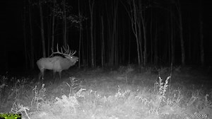 Only five more wake ups to the general elk season! The anticipation is building and game plans are starting to take shape. Last minute gear checks and packing is on everyones mind and some of the bulls are still feeling frisky… | Elk County Outfitters