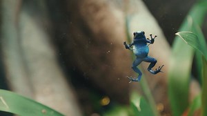 183 reactions · 40 shares | Fun for the whole family! Interactive activities featuring the stunning world of frogs! | Royal Botanical Gardens | Facebook