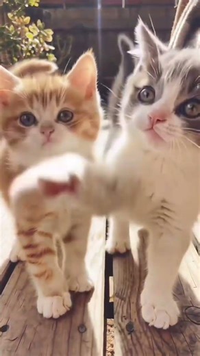 Very Beautiful & So Cute Cats 😻 You’ll Fall in Love Instantly