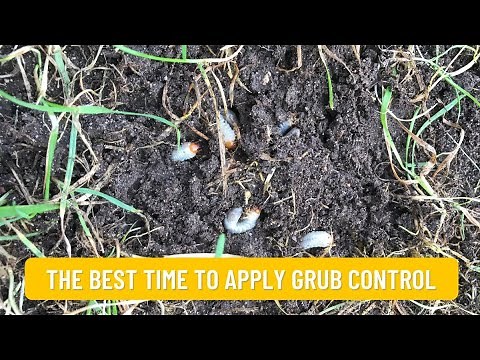 The Best Time to Apply Grub Control Products