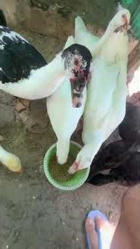 Cayuga ducks and Muscovy ducks feeding time #viral #minizoo #ytshorts #duck #cayugaduck #petshorts