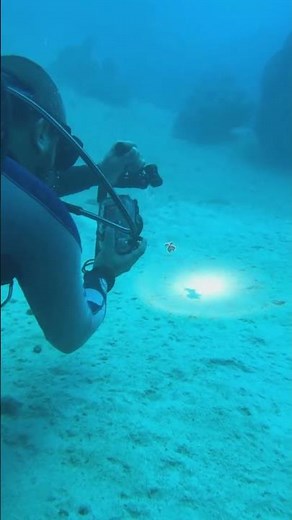 exploring sea life