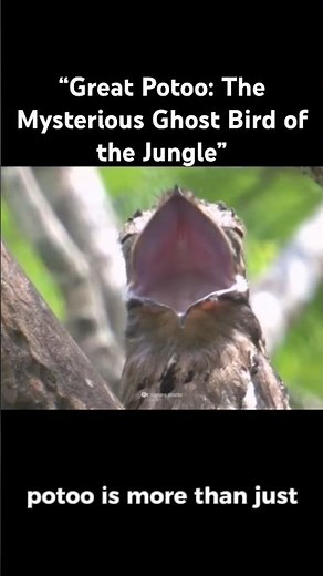 “Great Potoo: The Mysterious Ghost Bird of the Jungle”