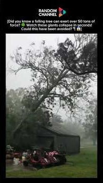 Nature’s Fury Unleashed: Terrifying Tree Falls Caught on Camera! 🌪️😱
